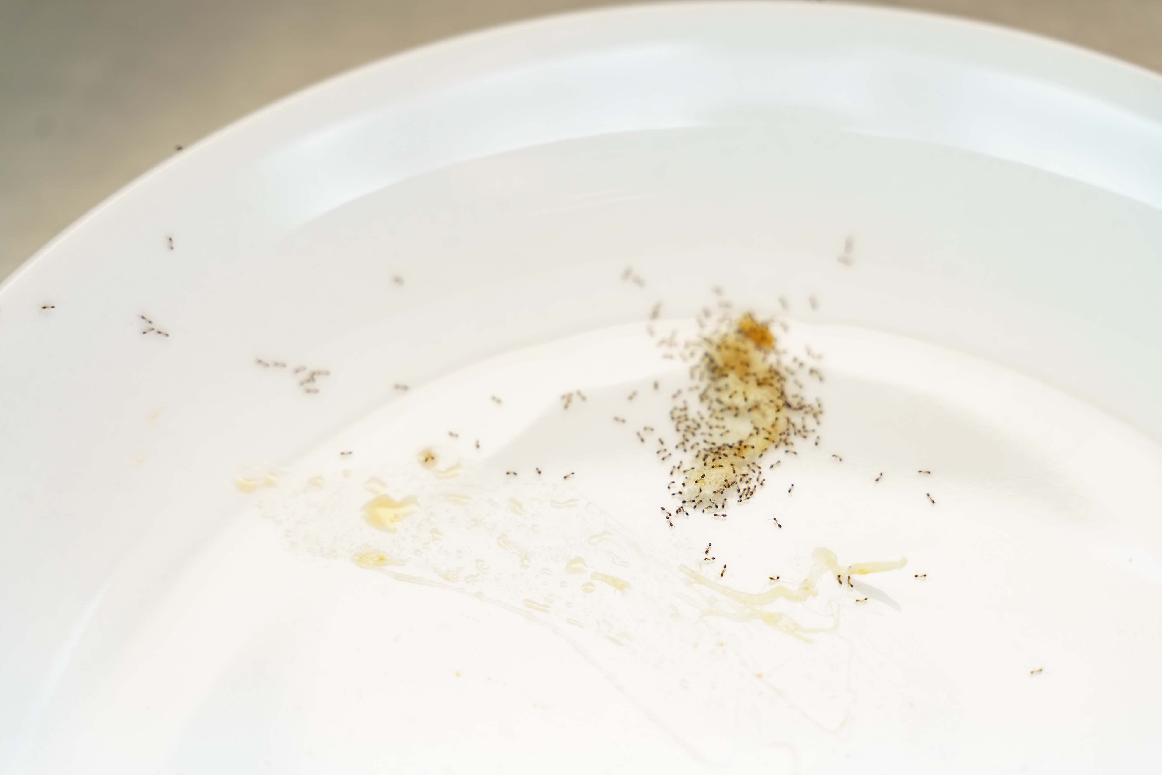 Ant control Sydney - getting rid of ants can be difficult
