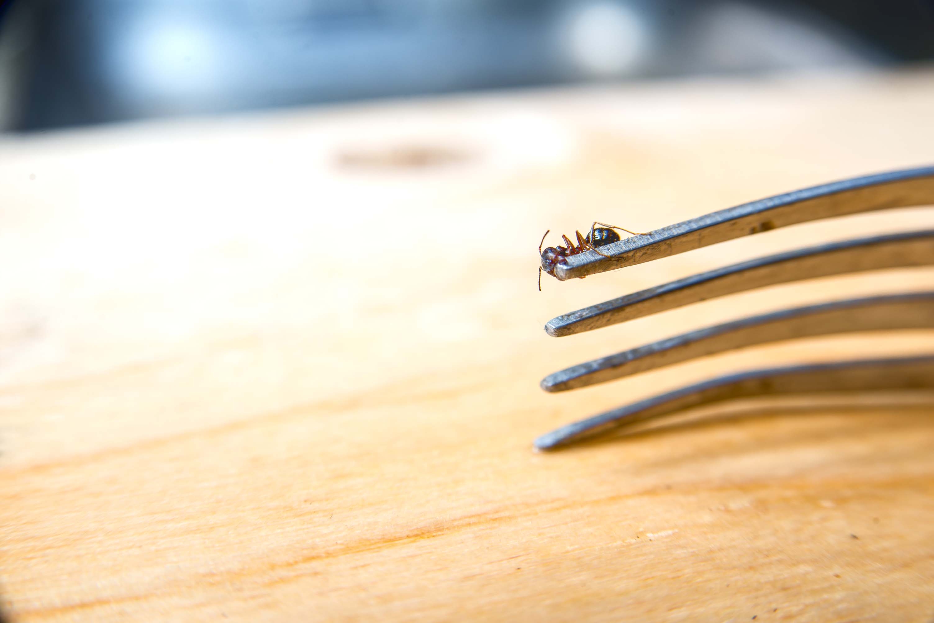Ant control Sydney - Ants in the kitchen present a health risk