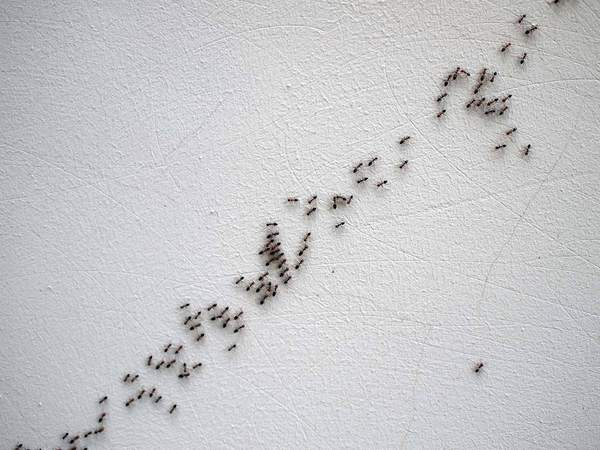 Ant control Sydney - Why are ants in my house?