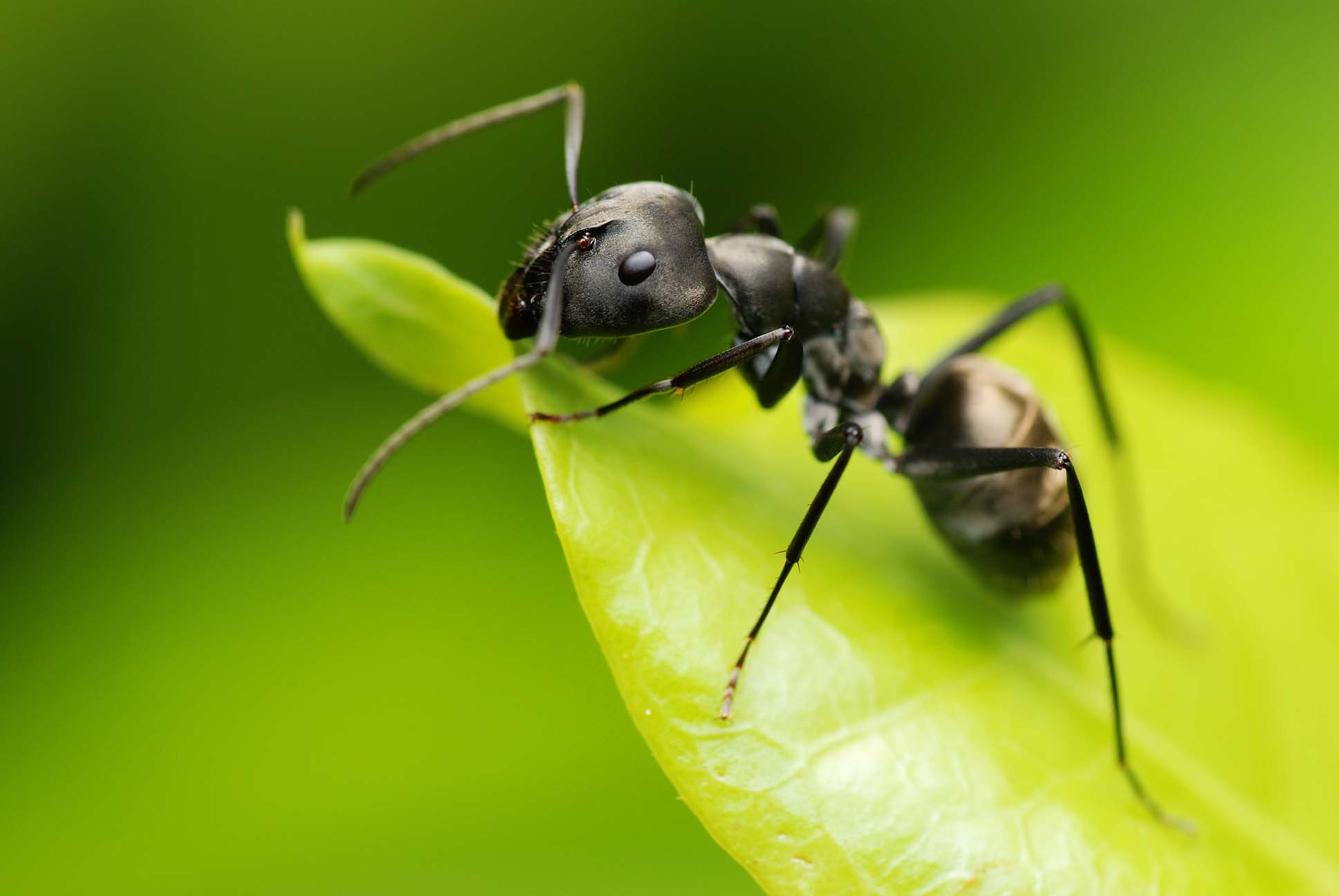 Ant control Sydney - getting rid of ants can be difficult