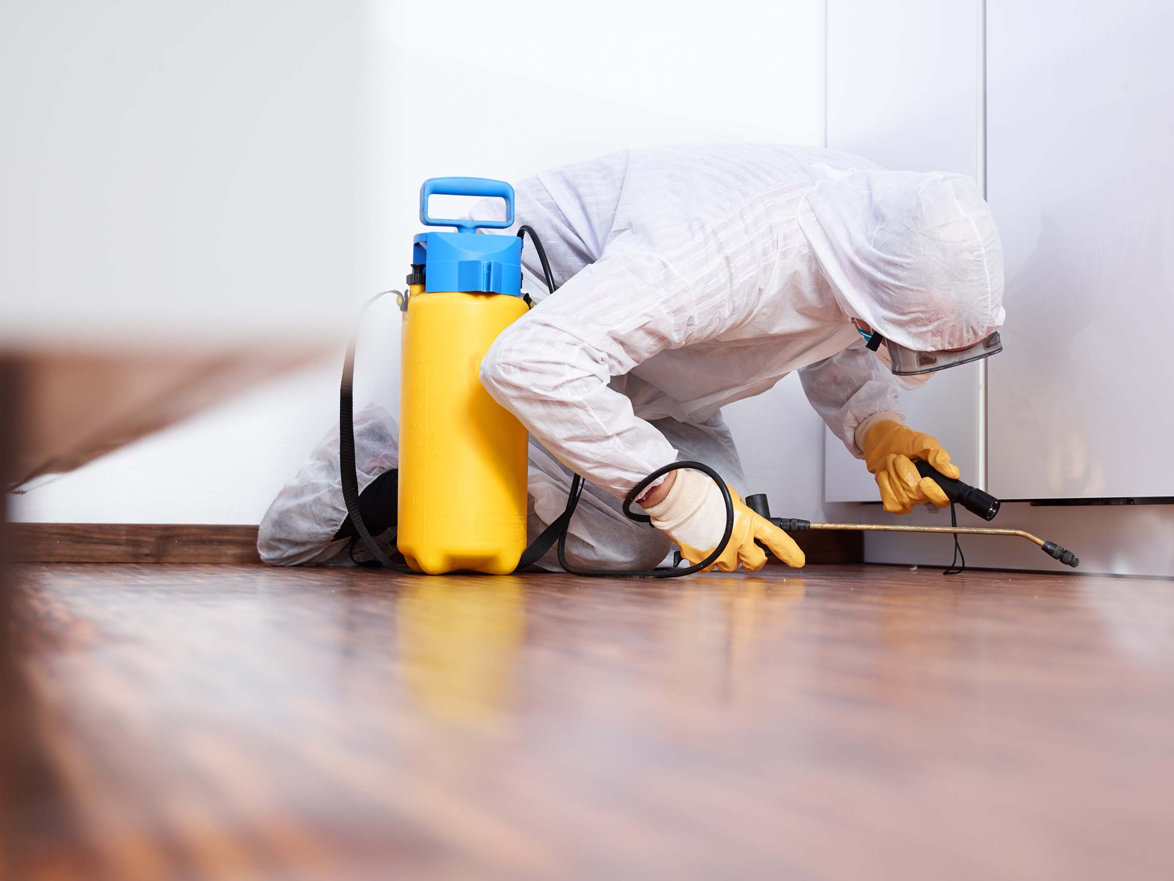 Ant control Sydney - getting rid of ants can be difficult