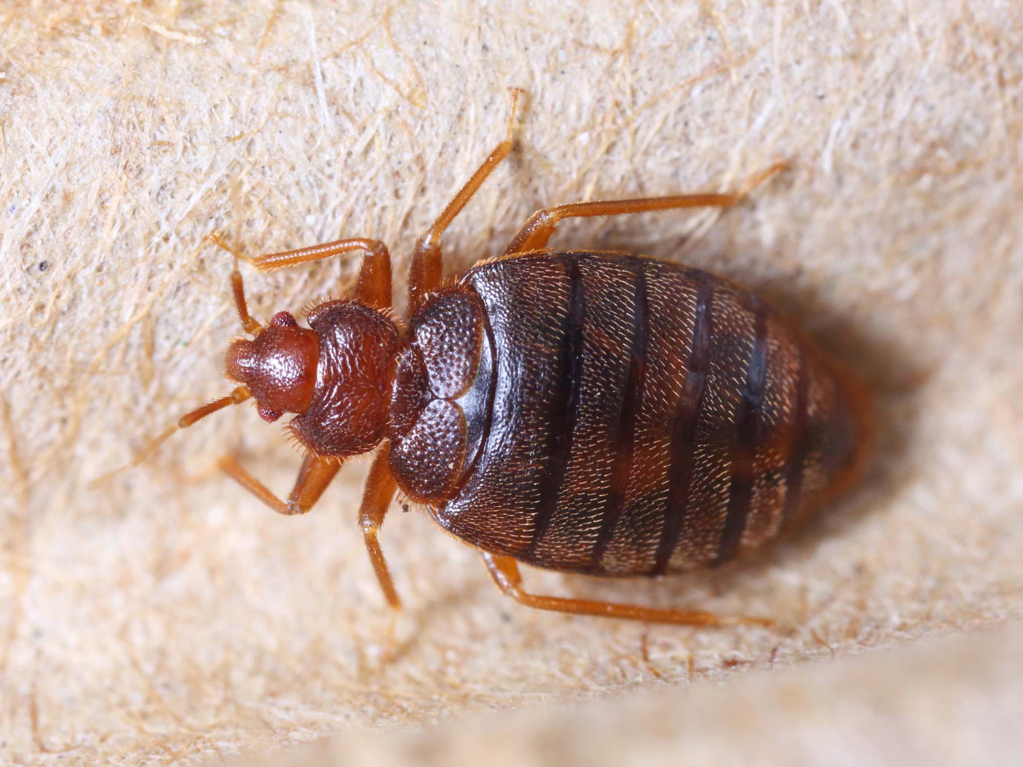 Bedbug removal Sydney - Bedbugs are an increasing problem