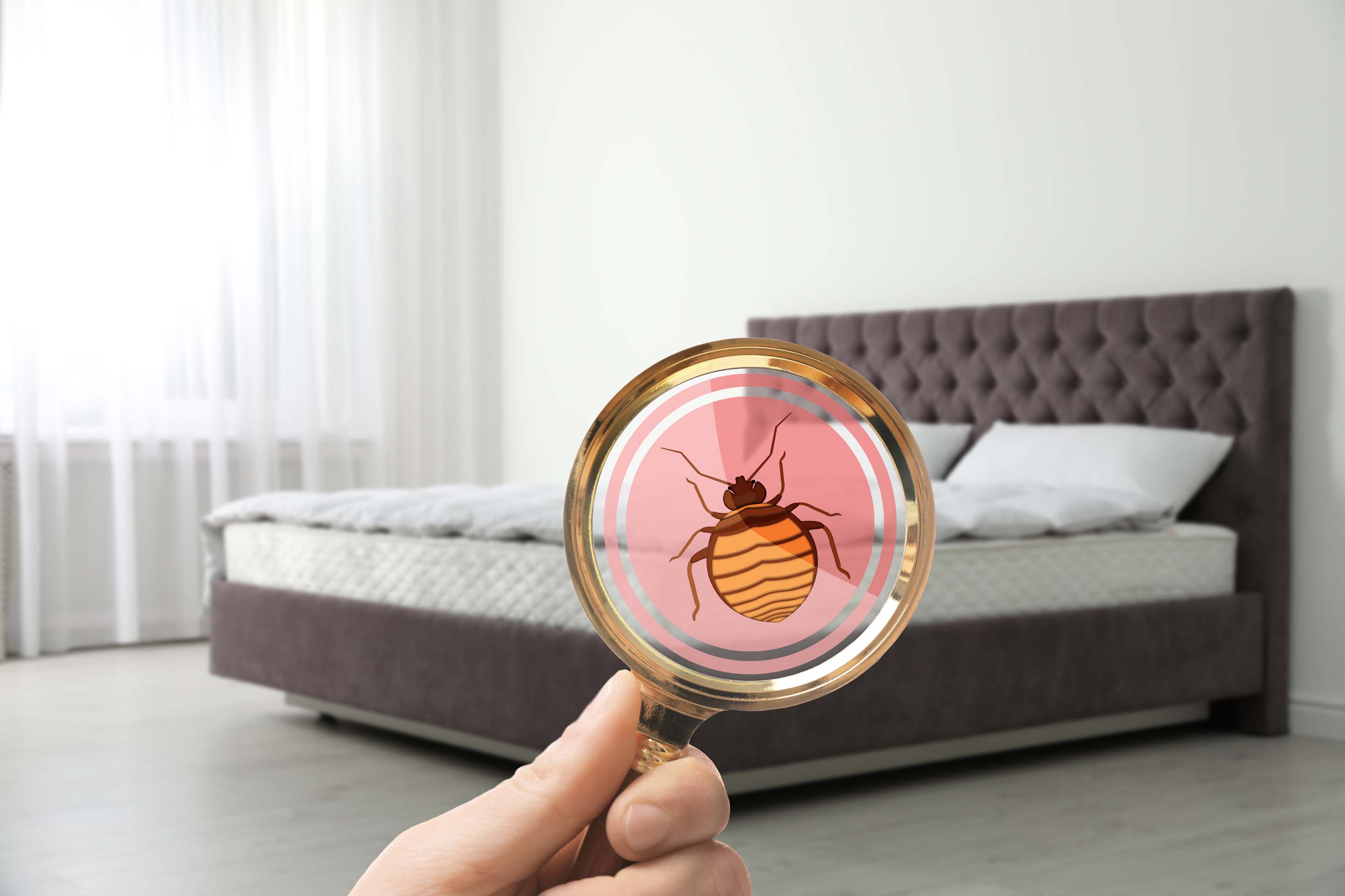 Bedbug Removal Sydney - What do I do if I find bedbugs?