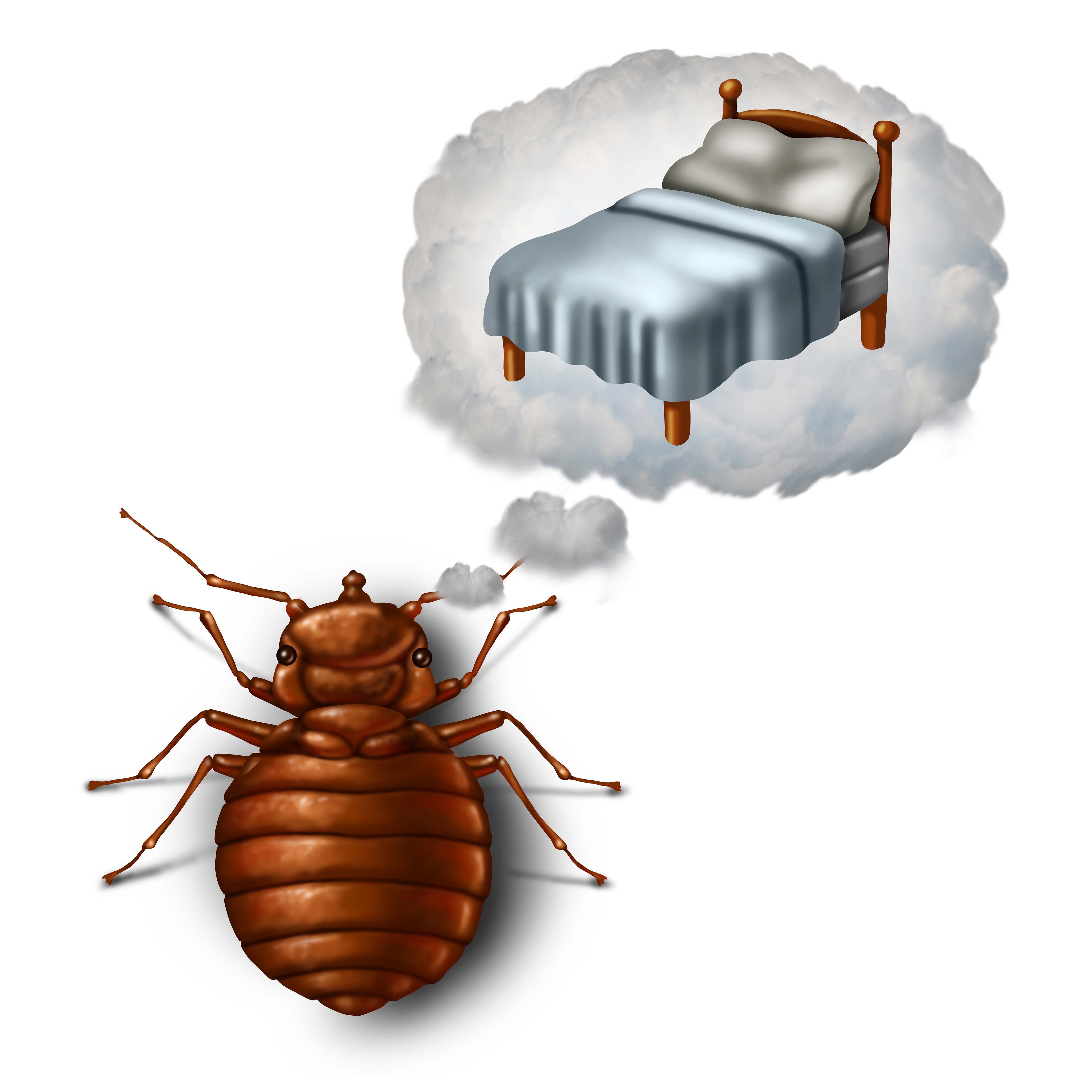 Bedbug Removal Sydney - Bedbugs hide during the day and feed at night.