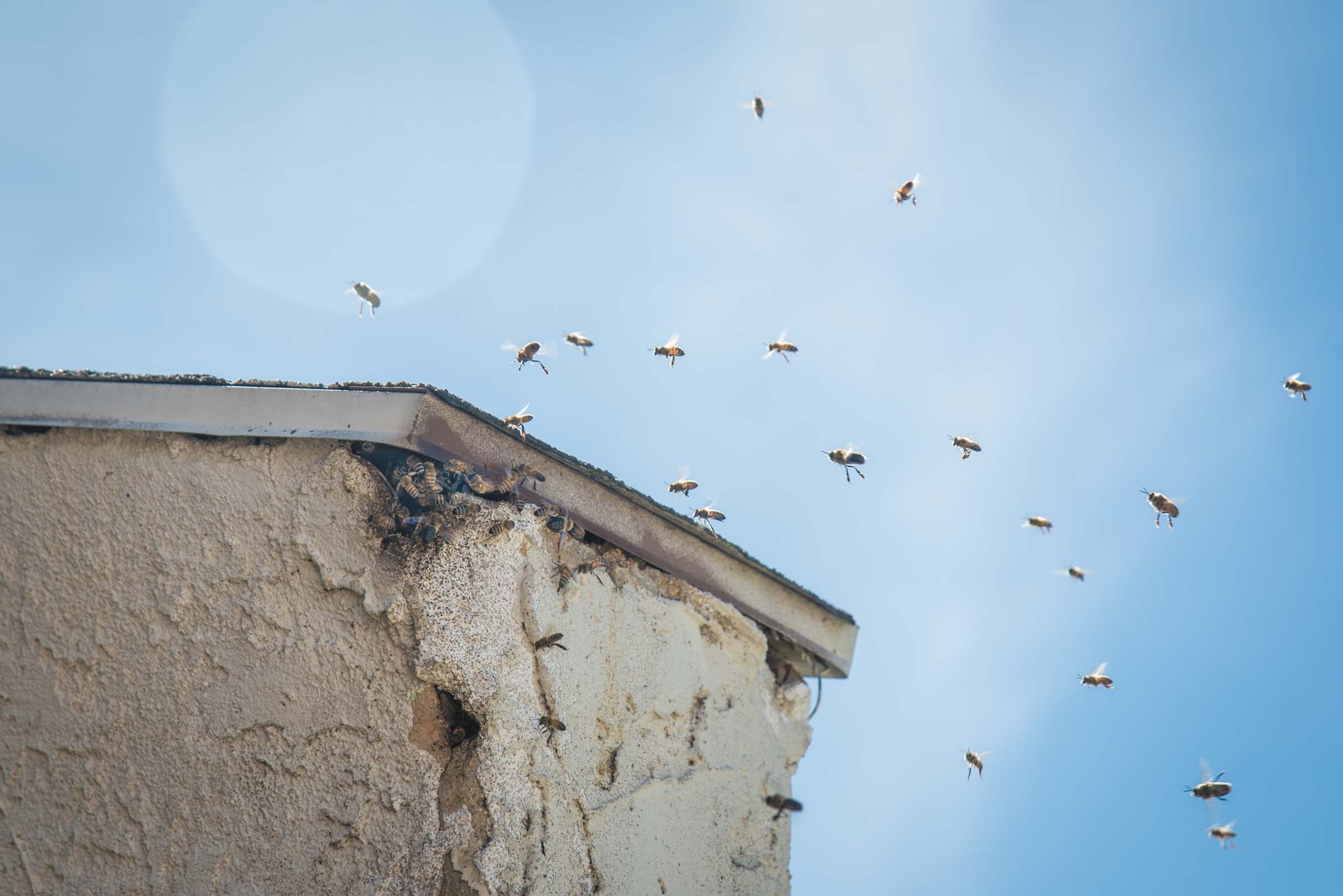 Bee removal Sydney - Bees In House Wall.