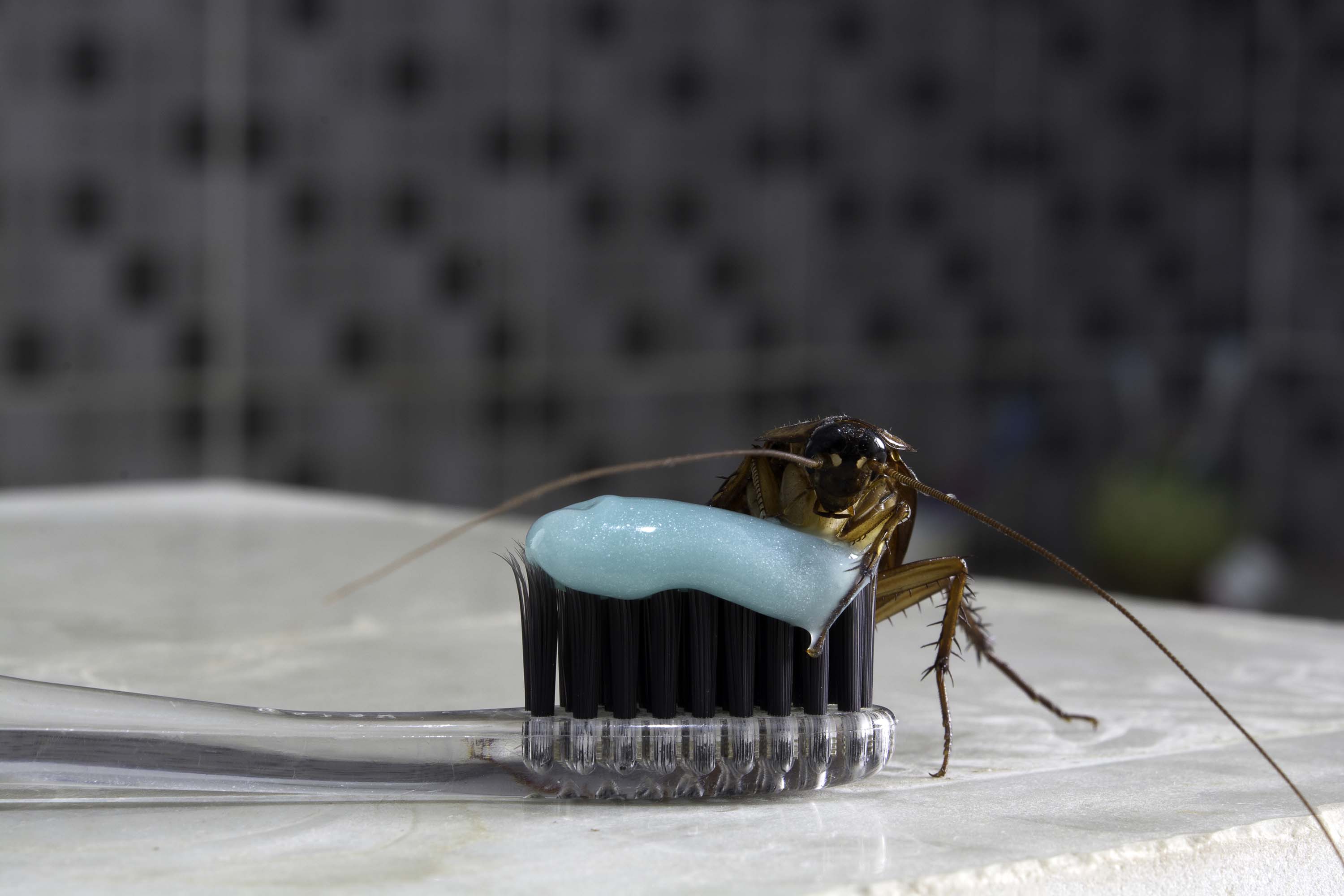 Cockroach control Sydney - Cockroaches will eat anything