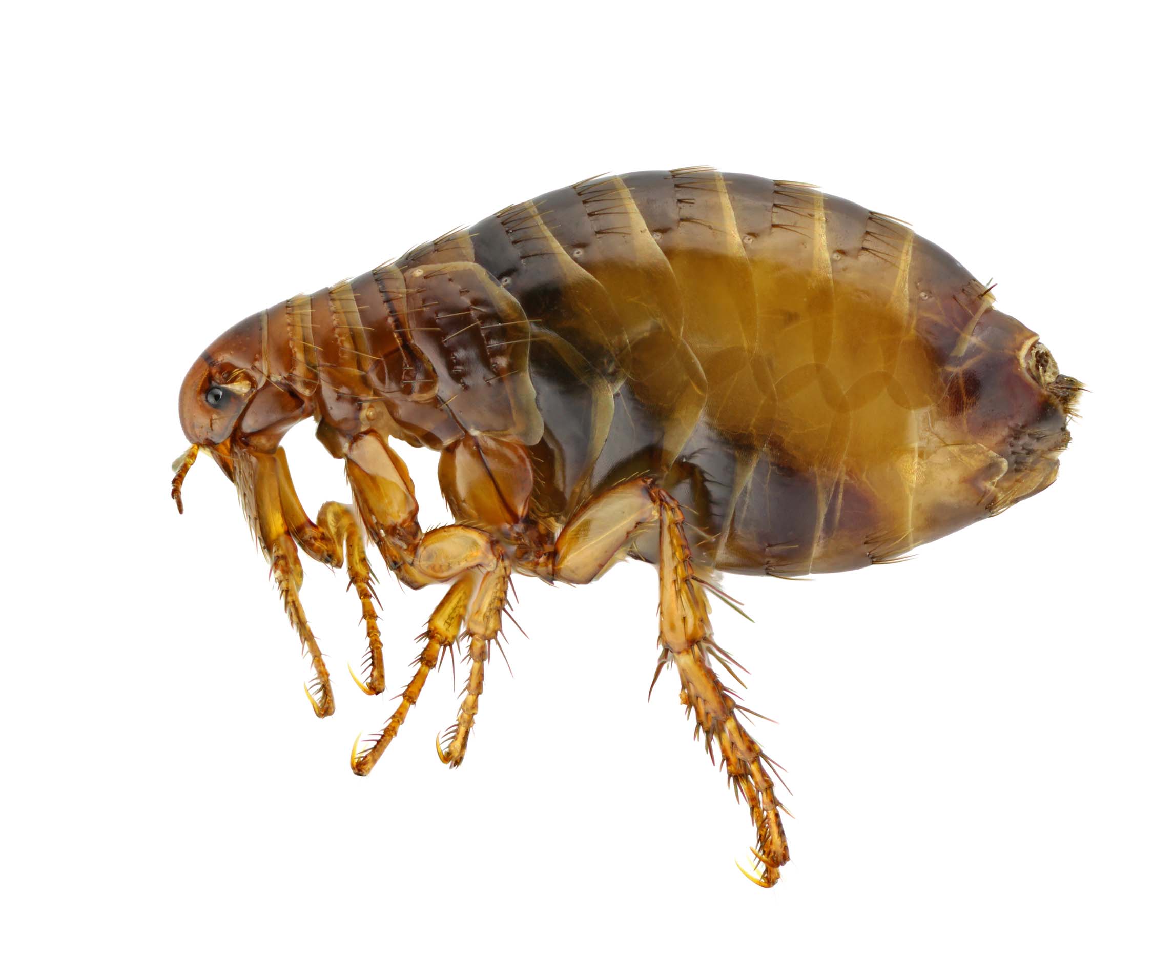 Flea control Sydney - Pestology flea removal expert Sydney