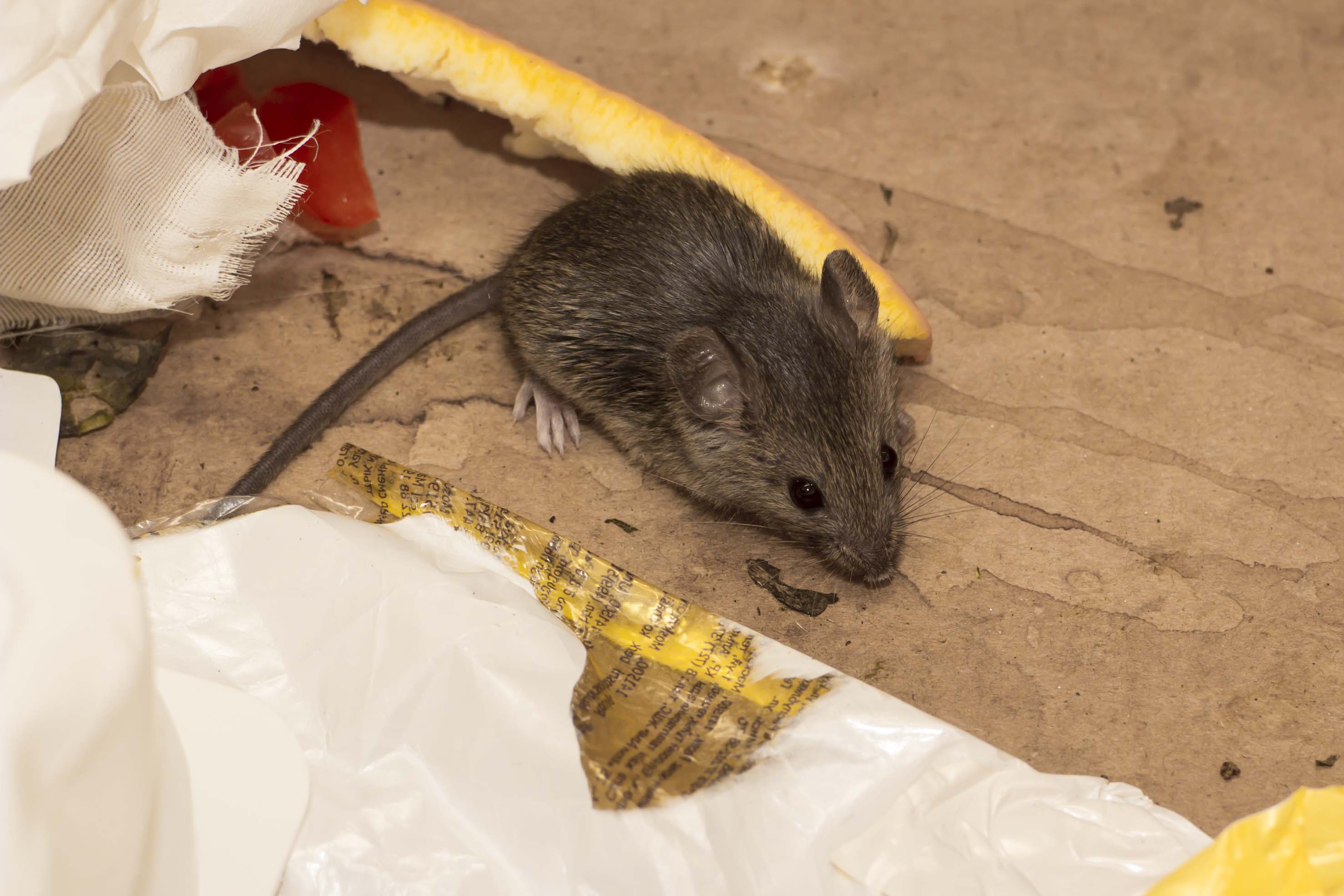 Rodent control Sydney - house mouse feeding amongst garbage