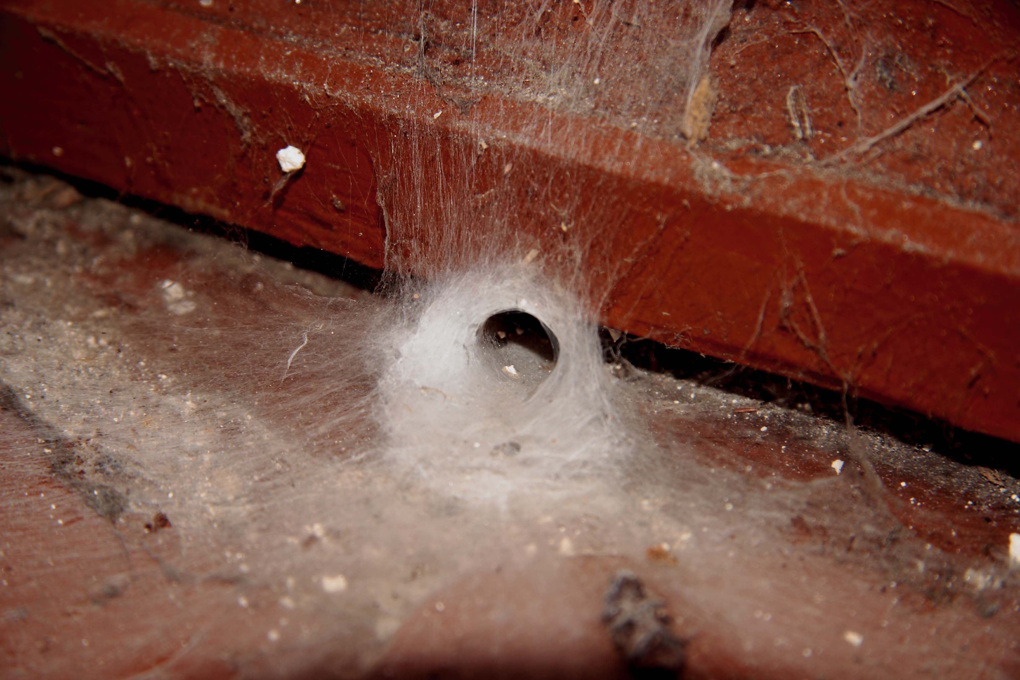 Spider control Sydney - Funnel shaped spider web