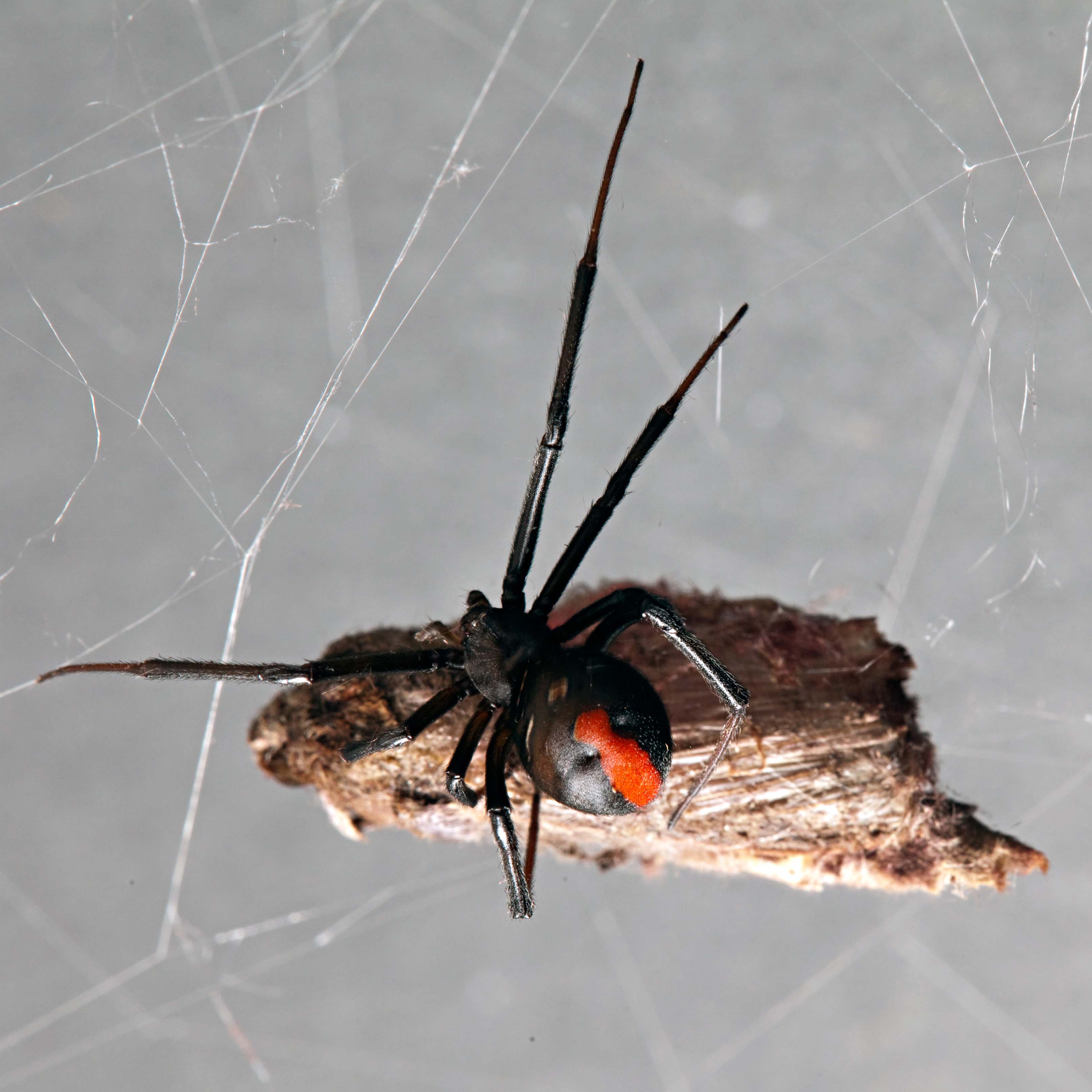 Spider control Sydney - Redback spider with prey suspended in its web.