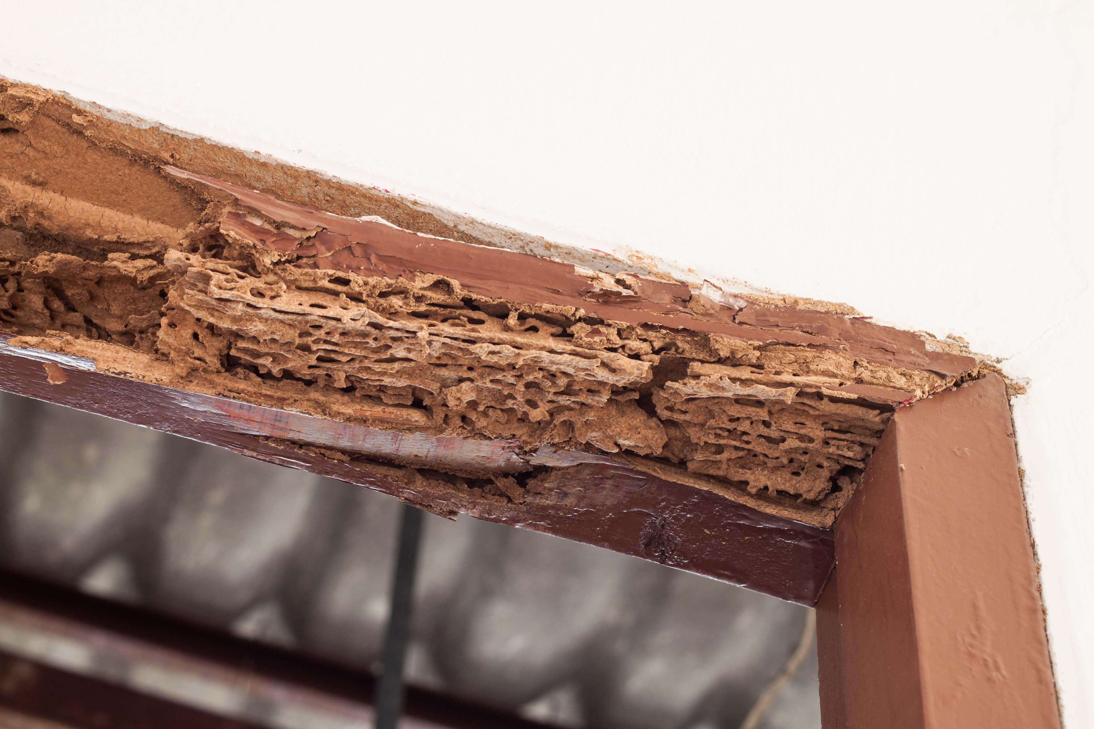 Termite control Sydney - door frame damaged by termites