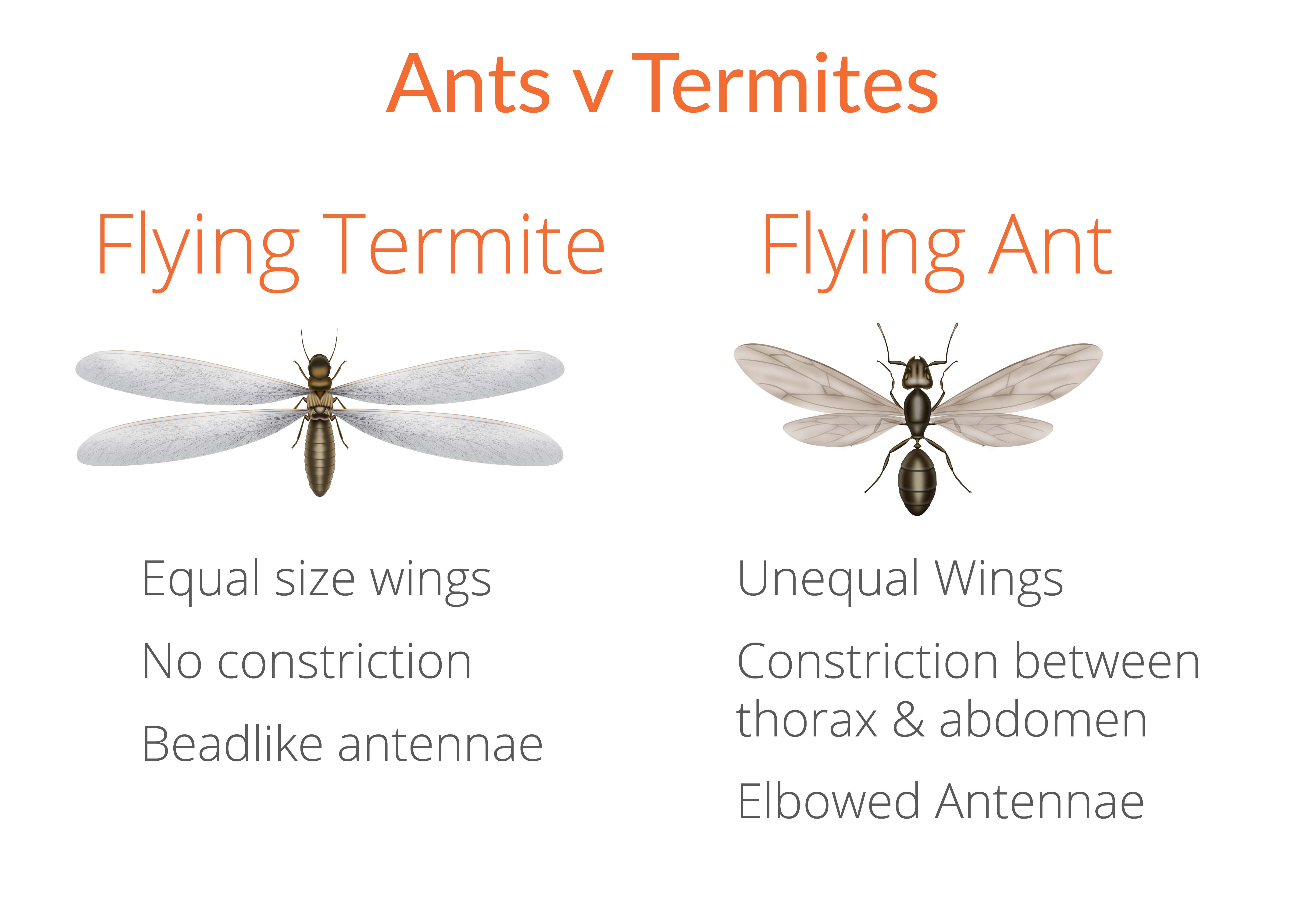 Termite control Sydney - Ants v Termites