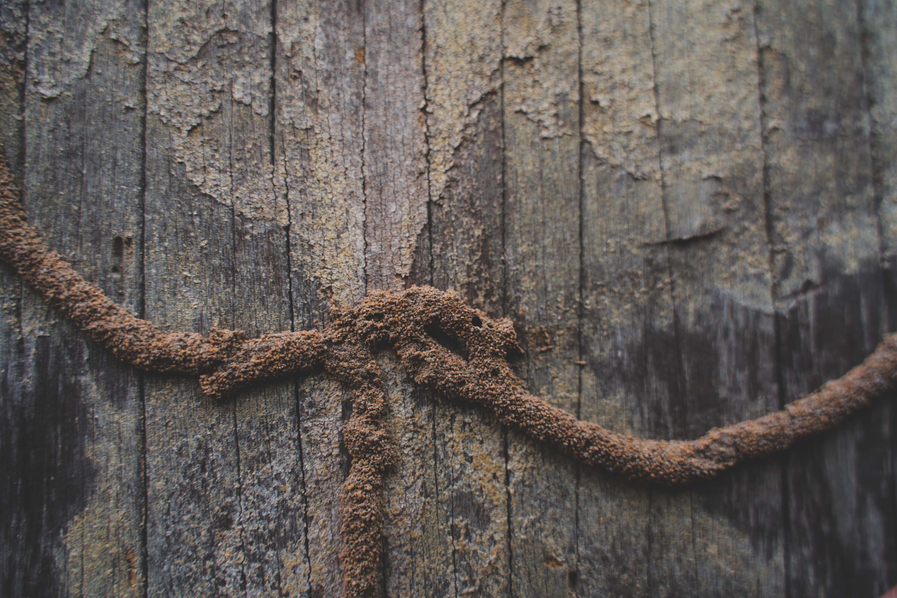 Termite control Sydney - door frame damaged by termites